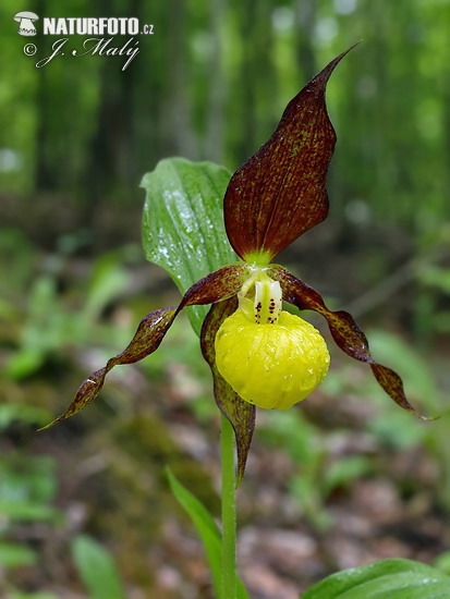 Črievičník papučkový (Cypripedium calceolus)