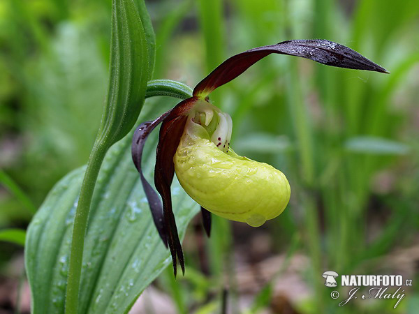 Črievičník papučkový (Cypripedium calceolus)