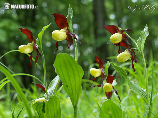 Črievičník papučkový (Cypripedium calceolus)