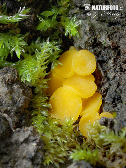 discinella terrestris (Discinella terrestris)