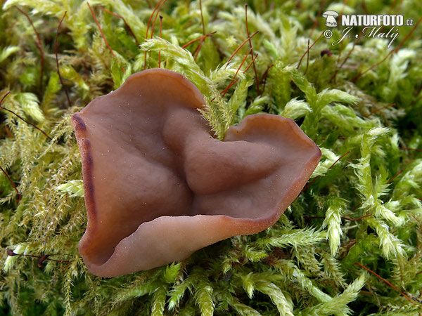 discinka hnedá (Discina ancilis)