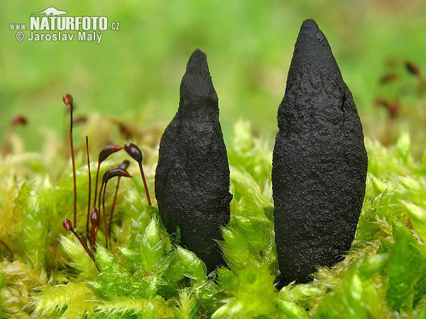 drevnatec (Xylaria sp.)