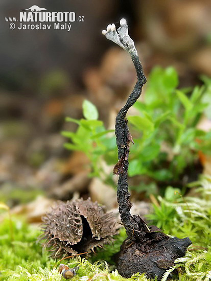 drevnatec bukový (Xylaria carpophila)