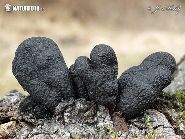 drevnatec kyjakovitý (Xylaria polymorpha)