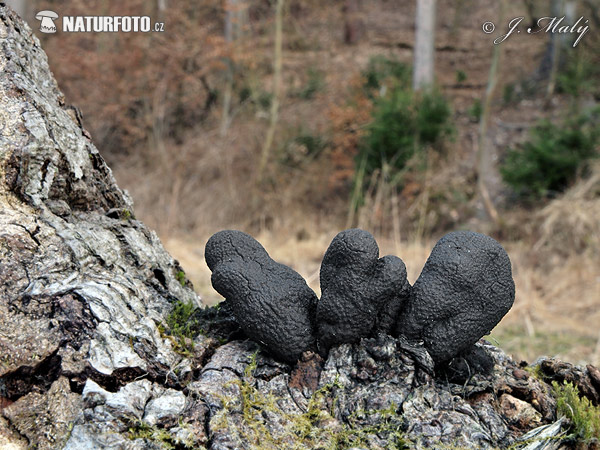 drevnatec kyjakovitý (Xylaria polymorpha)