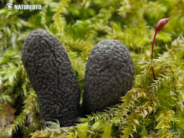 drevnatec kyjakovitý (Xylaria polymorpha)