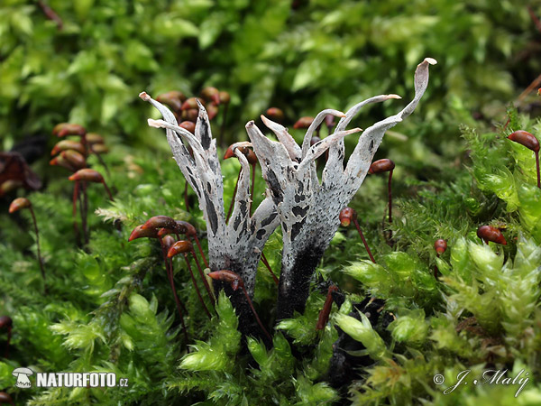 drevnatec parohatý (Xylaria hypoxylon)