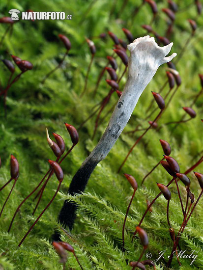 drevnatec parohatý (Xylaria hypoxylon)