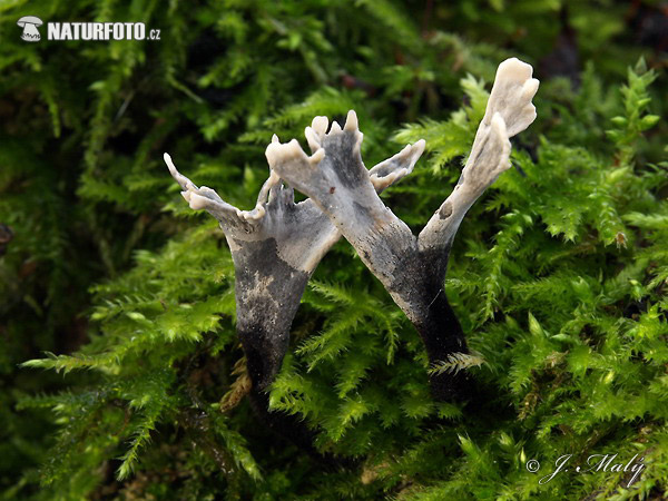 drevnatec parohatý (Xylaria hypoxylon)