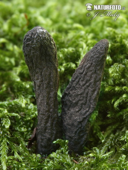 drevnatec štíhly (Xylaria longipes)