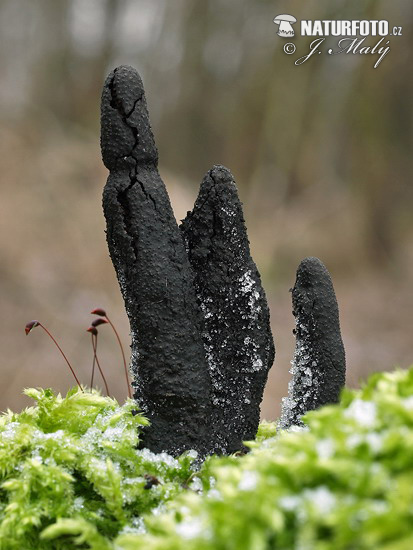 drevnatec štíhly (Xylaria longipes)