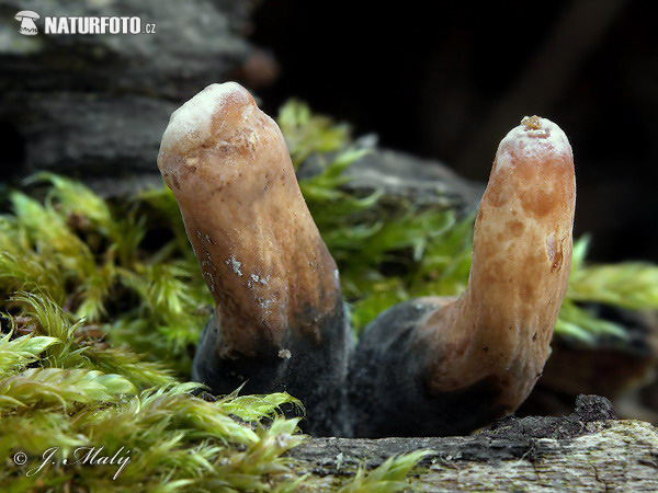 drevnatec štíhly (Xylaria longipes)