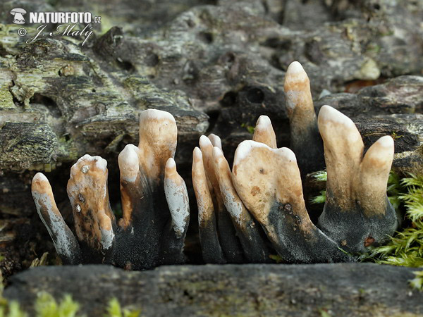 drevnatec štíhly (Xylaria longipes)