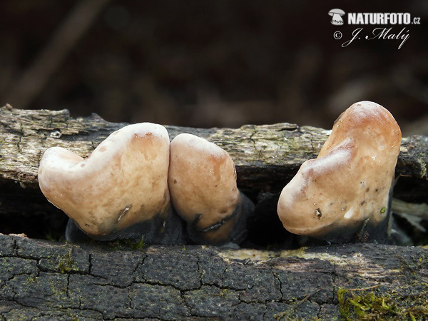 drevnatec štíhly (Xylaria longipes)