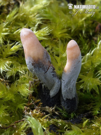 drevnatec štíhly (Xylaria longipes)