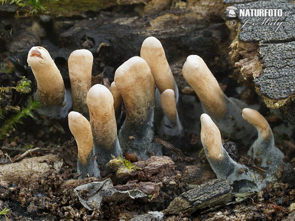 drevnatec štíhly (Xylaria longipes)