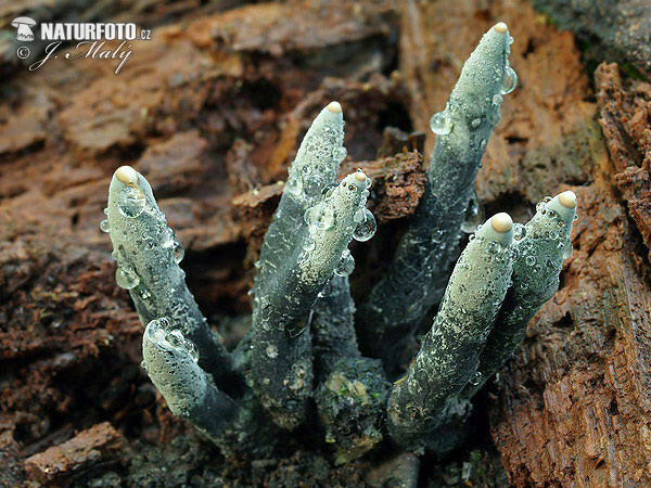 drevnatec štíhly (Xylaria longipes)