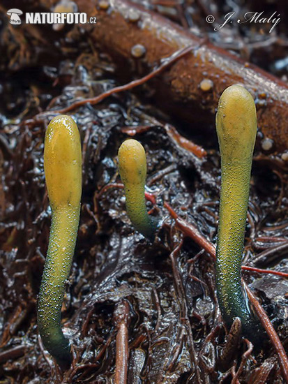 drobnojazýček zelený (Microglossum viride)