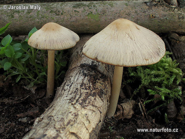 drobuľka Candolleova (Psathyrella candolleana)