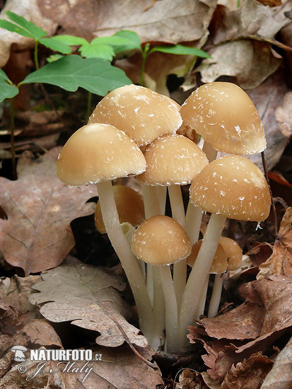 drobuľka Candolleova (Psathyrella candolleana)