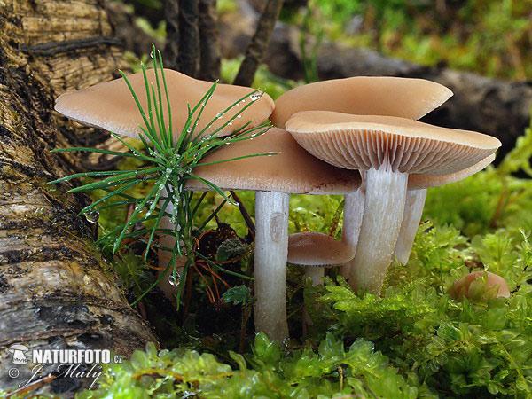 drobuľka vodomilná (Psathyrella piluliformis)