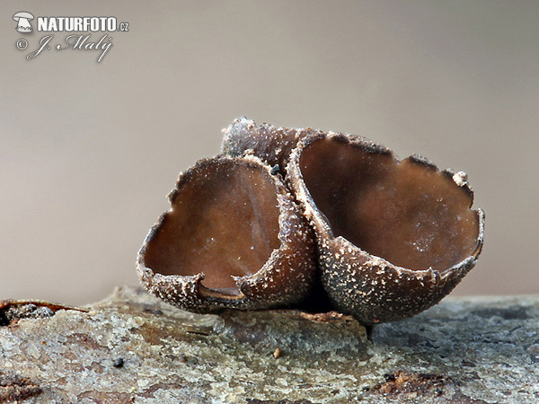 dutinovka lužná (Encoelia fascicularis)