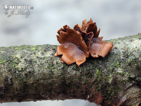 dutinovka otrubnatá (Encoelia furfuracea)