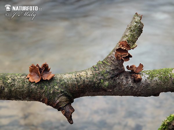 dutinovka otrubnatá (Encoelia furfuracea)