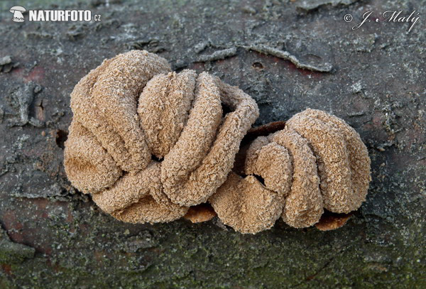 dutinovka otrubnatá (Encoelia furfuracea)