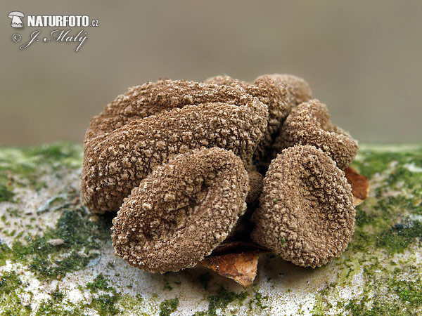 dutinovka otrubnatá (Encoelia furfuracea)