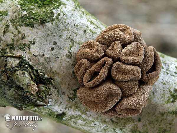 dutinovka otrubnatá (Encoelia furfuracea)