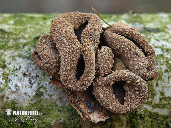 dutinovka otrubnatá (Encoelia furfuracea)