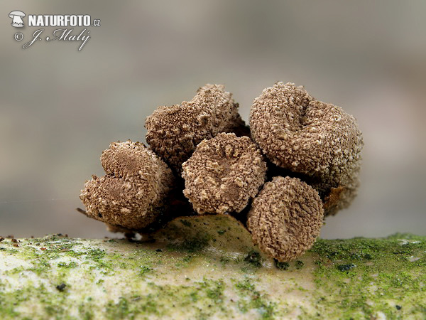 dutinovka otrubnatá (Encoelia furfuracea)