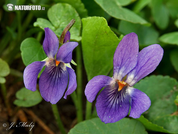 Fialka voňavá (Viola odorata)