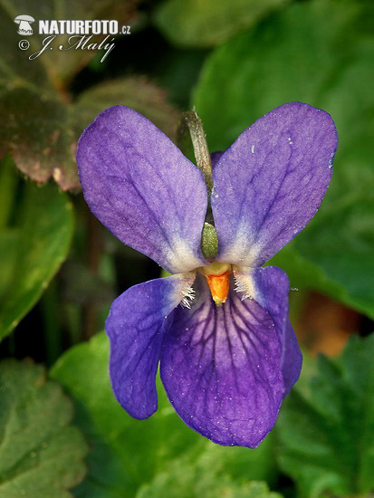 Fialka voňavá (Viola odorata)