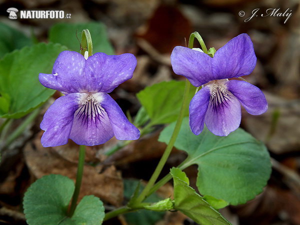 Fialka voňavá (Viola odorata)