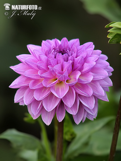 Georgína (Dahlia)