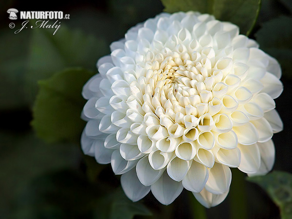 Georgína (Dahlia)