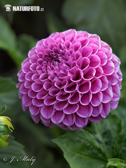 Georgína (Dahlia)