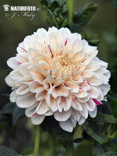 Georgína (Dahlia)