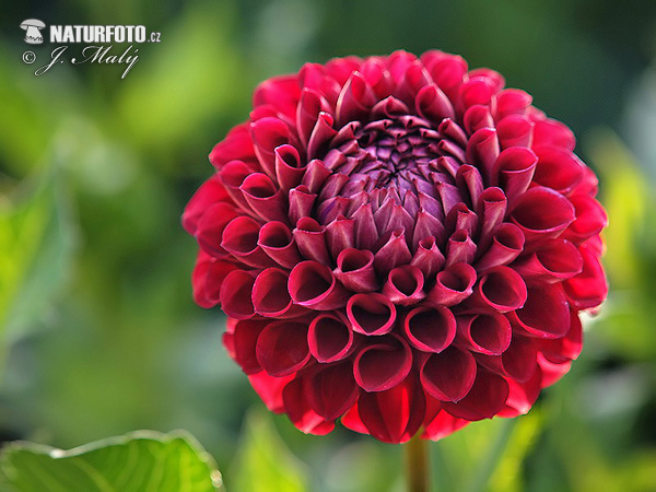 Georgína (Dahlia)