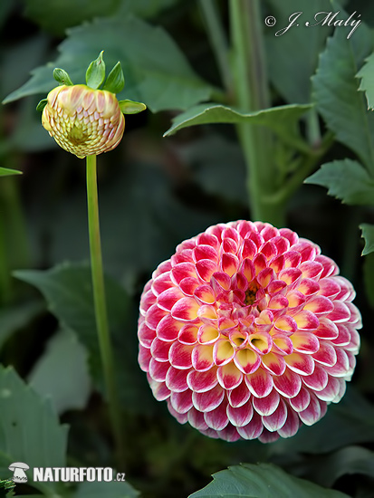 Georgína (Dahlia)