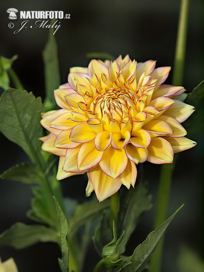 Georgína (Dahlia)