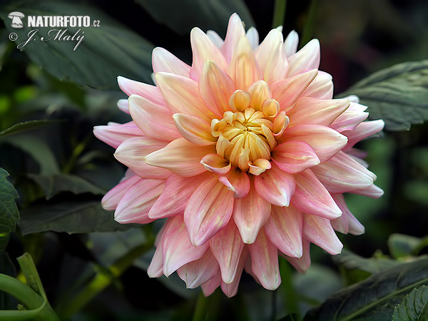 Georgína (Dahlia)