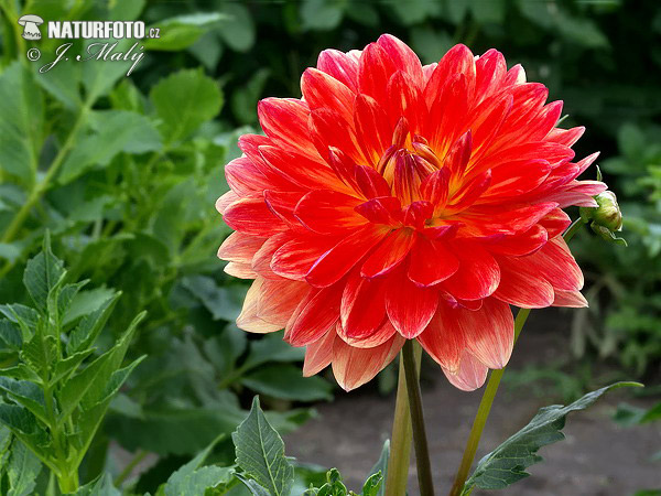 Georgína (Dahlia)