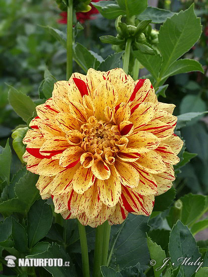 Georgína (Dahlia)