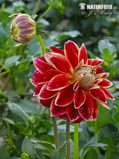 Georgína (Dahlia)