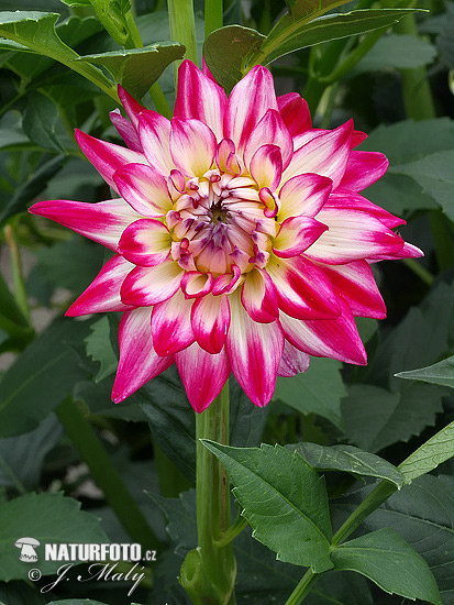 Georgína (Dahlia)