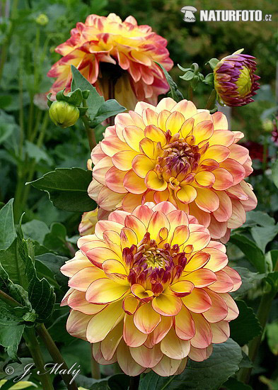 Georgína (Dahlia)