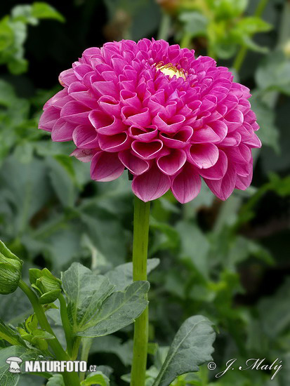 Georgína (Dahlia)